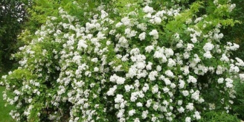 Bijeli šipak: naziv i fotografija grma, prednosti, sadnja i njega